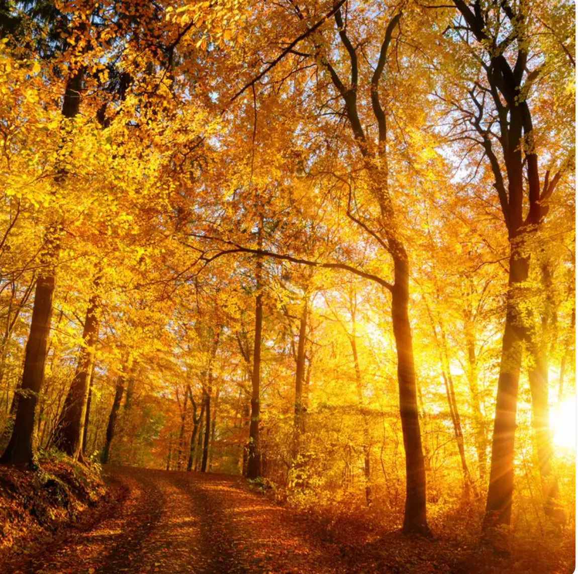 Sandalwood Amber Body Butter